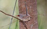 Purple-backed Fairywren